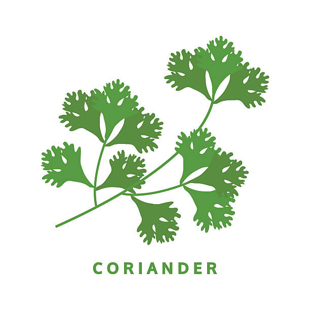 coriander herb, chinese parsley, food vector illustration, isolated logo